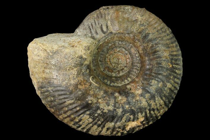 Bathonian Ammonite (Procerites) Fossil - France #152709
